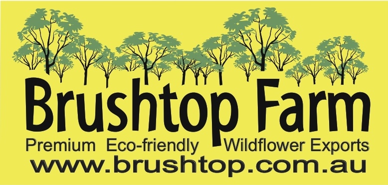 brushtop_logo